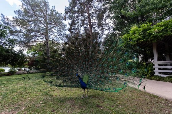 Hermoso Pavo Real Parque — Foto de Stock