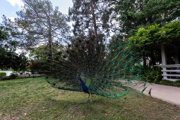Schöner Pfauenvogel Park — Stockfoto
