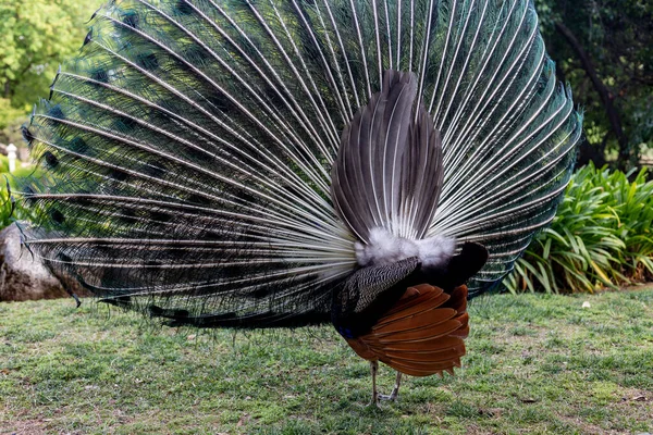 Peacock Bird Flora Fauna — Stock Photo, Image