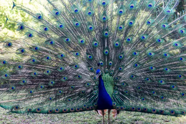 Hermoso Pavo Real Con Plumas — Foto de Stock