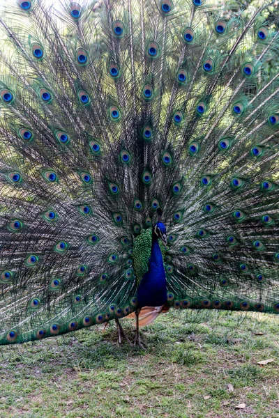 Schöner Pfau Mit Federn — Stockfoto