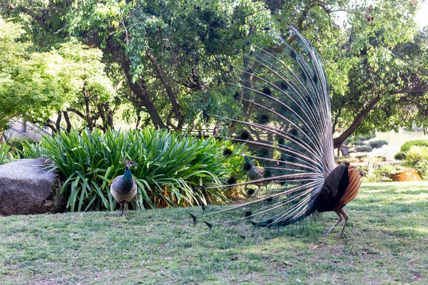 Pfau Zoo — Stockfoto