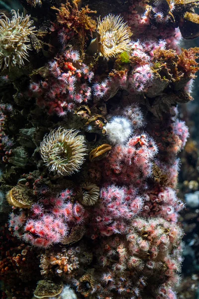 Okyanusta Anemone