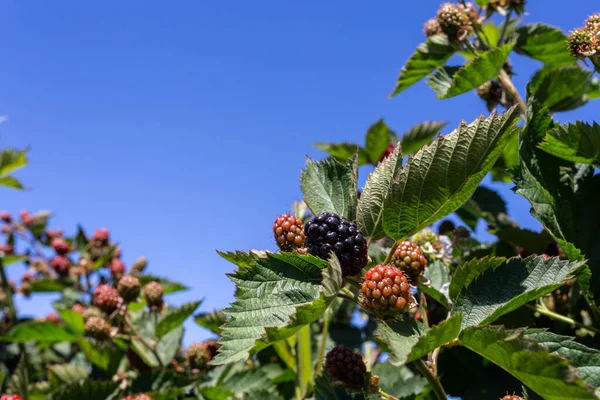 Ripe Red Berries Bush Blackberry — Φωτογραφία Αρχείου
