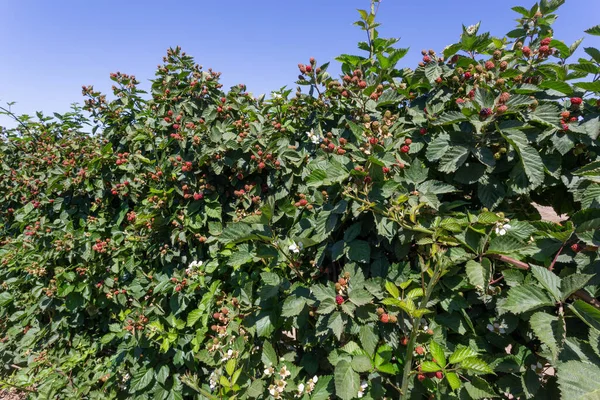 Closeup Shot Boysenberries Blackberries Garden — Φωτογραφία Αρχείου