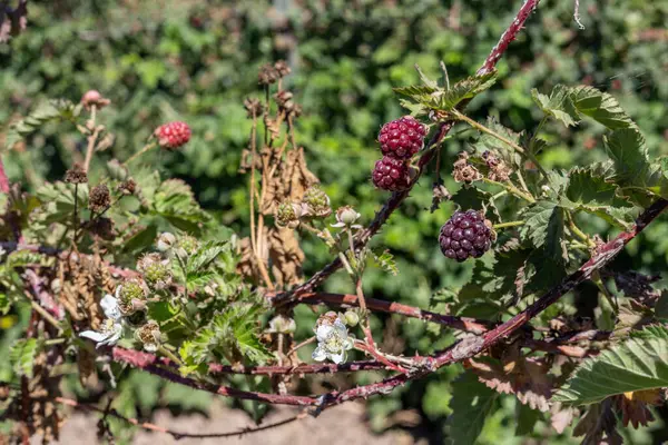 Closeup Shot Boysenberries Blackberries Garden — Φωτογραφία Αρχείου
