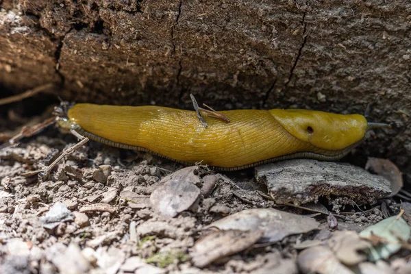 Closeup Shot Banana Slug — Foto de Stock