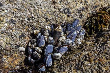 Sahilde taş üstünde kaya midyeleri