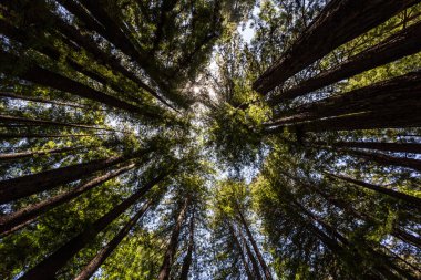 Güneş ağaçların arasından, ormanda parlıyor..