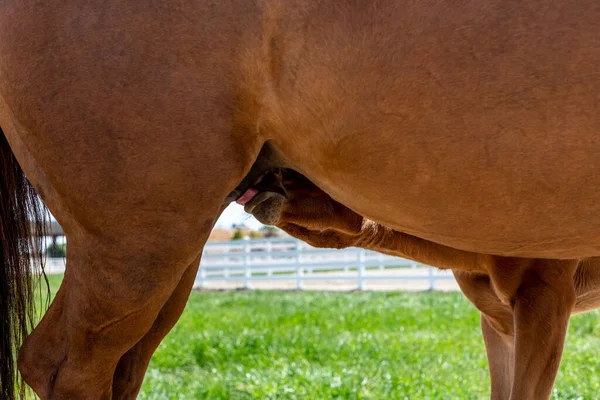 Detailní Záběr Roztomilého Koně Dítě Pití Mléka — Stock fotografie