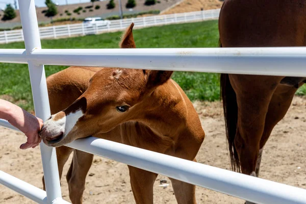 Closeup Shot Cute Horse Kid — Foto de Stock