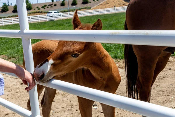 Young Brown White Horse — Foto de Stock