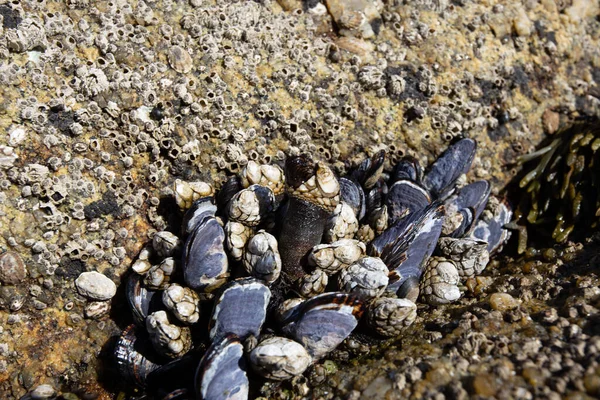 Barnacles Stones Beach — Stock Fotó