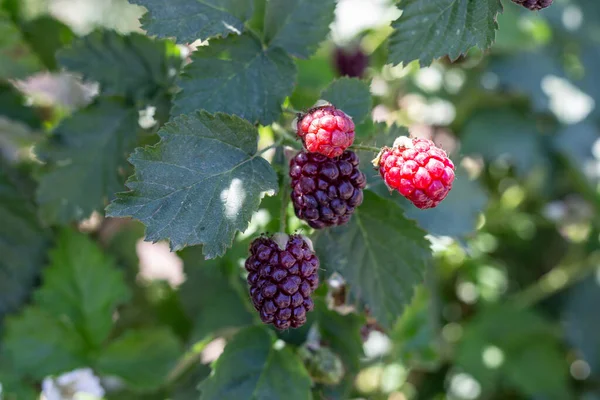 Ripe Boysenberries Blackberries Berries Bush Garden — Φωτογραφία Αρχείου