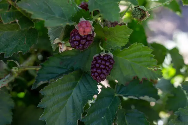 Ripe Boysenberries Blackberries Berries Bush Garden — Φωτογραφία Αρχείου