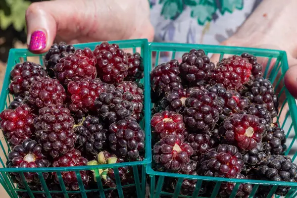 Close Shot Fresh Picked Boysenberries Plastic Box White Wooden Tray — Stockfoto