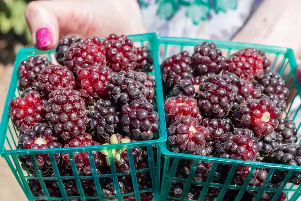 Close Shot Fresh Picked Red Currants Plastic Box White Wooden — Φωτογραφία Αρχείου