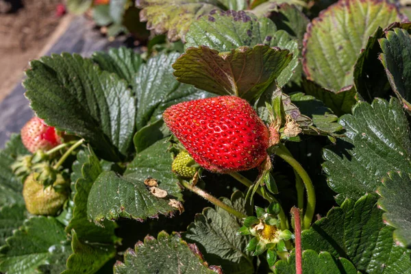 Field Ripe Strawberries — Stockfoto