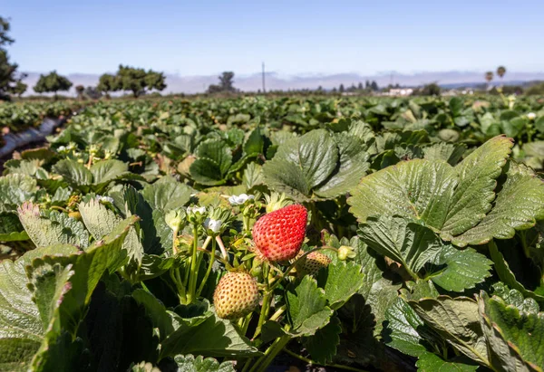 Field Ripe Strawberries — Φωτογραφία Αρχείου