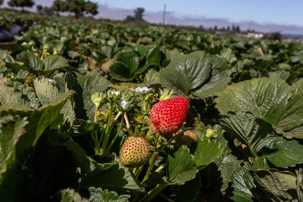 Field Ripe Strawberries — Stockfoto
