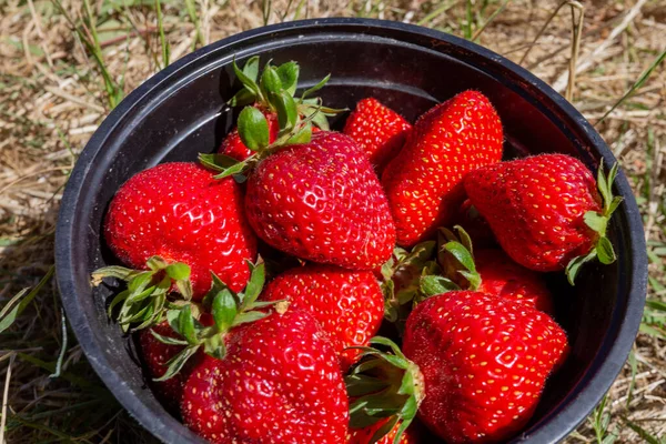 Bucket Ripe Strawberries — Stockfoto