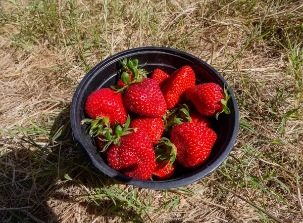 Strawberries Green Grass Healthy Food Concept Top View — 스톡 사진