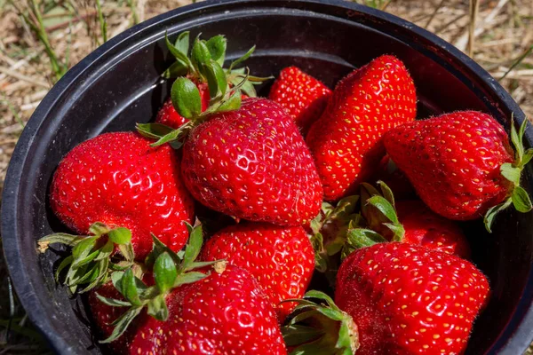 Field Ripe Strawberries — Φωτογραφία Αρχείου