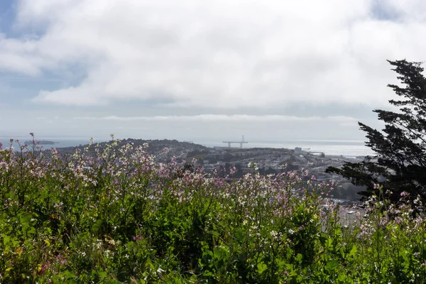 San Francisco Usa View City — Photo