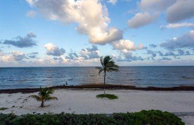 Palmiye ağaçları ve mavi gökyüzü olan güzel tropikal plaj