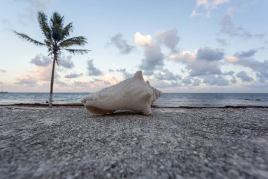 Sahilde deniz kabuğu