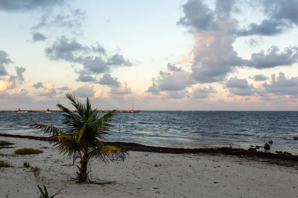 Piękna Tropikalna Plaża Palmami Morzem — Zdjęcie stockowe