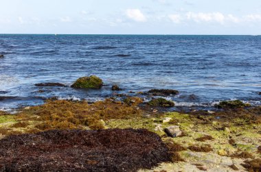Meksika 'da deniz yosunları