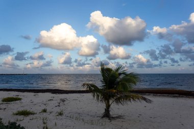 Palmiye ağaçları ve mavi gökyüzü olan güzel tropikal plaj