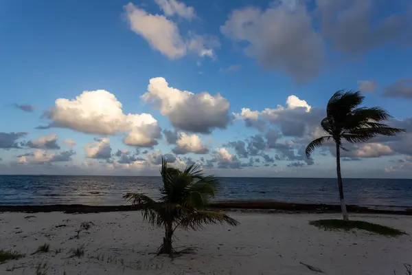 Bela Praia Tropical Com Palmeiras Céu Azul — Fotografia de Stock