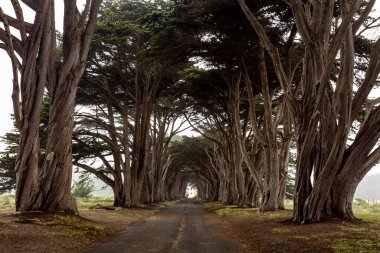 a vertical shot of a wooden pathway in a park