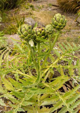 bir ağacın yeşil yaprakları