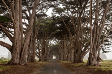 Parktaki yeşil ağacın güzel bir görüntüsü.