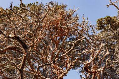 Ağaç dalları, bitki örtüsü ve doğa
