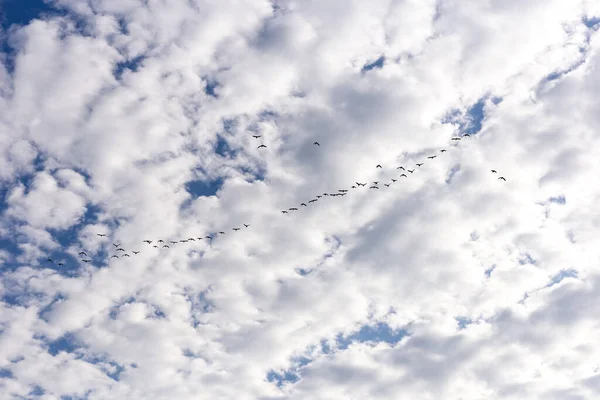 flock of birds on the background of the sky.