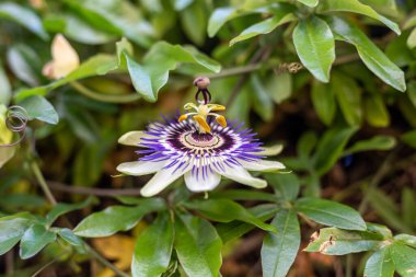 Bahçedeki güzel çiçekler