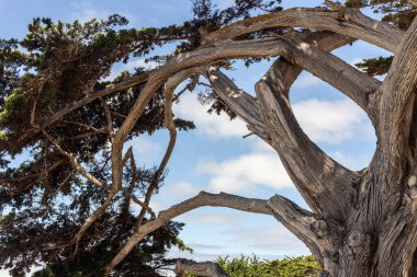 Ormandaki ağaç dalları