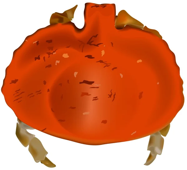 Red Crab — Stock Vector