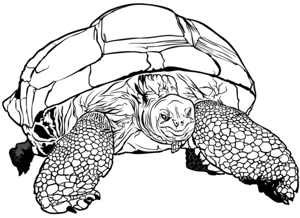 Kilpikonnat — vektorikuva