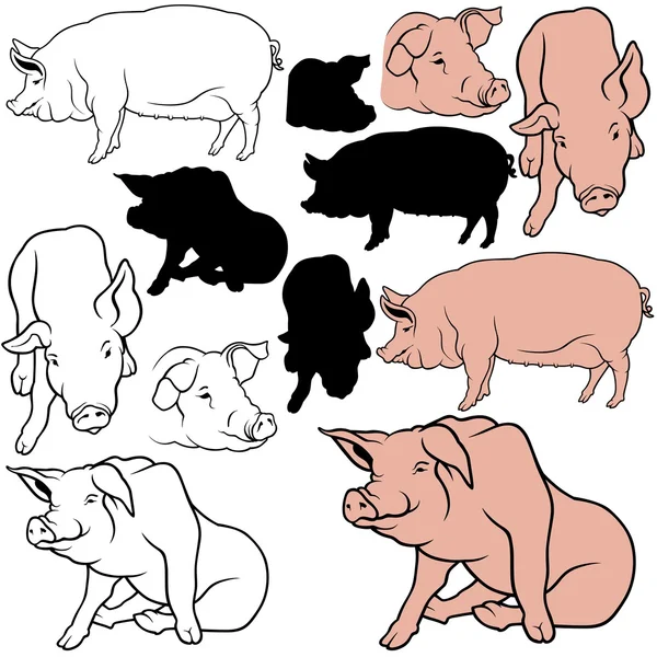 Pig Collection — Stock Vector