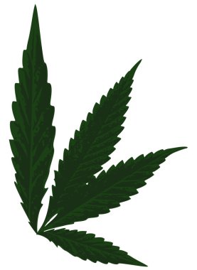 marihuana yaprağı