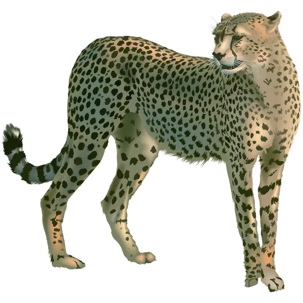 Couleur Guepard Images Vectorielles Couleur Guepard Vecteurs Libres De Droits Depositphotos