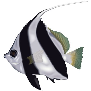 akvaryum balık