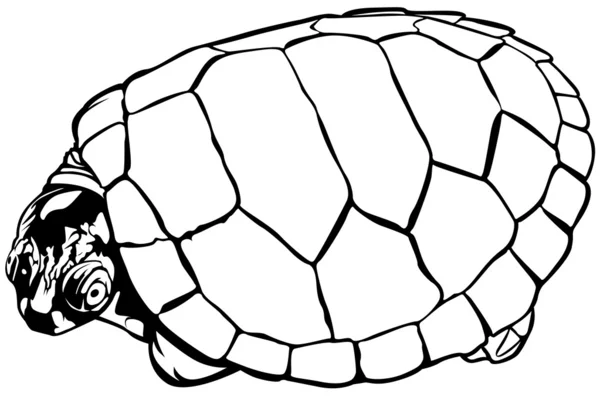 Tortuga — Archivo Imágenes Vectoriales