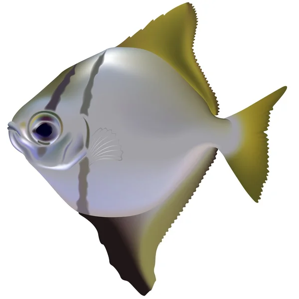 Akvaryum balık — Stok Vektör