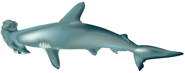 Requin — Image vectorielle